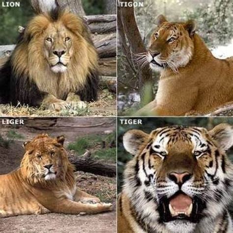 Ligers And Tigons Hybrid Cat Animals Wild Cats