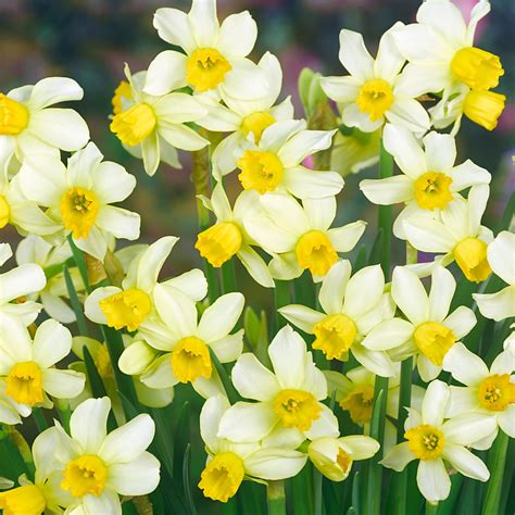 Buy Narcissi Spring Sunshine J Parker Dutch Bulbs
