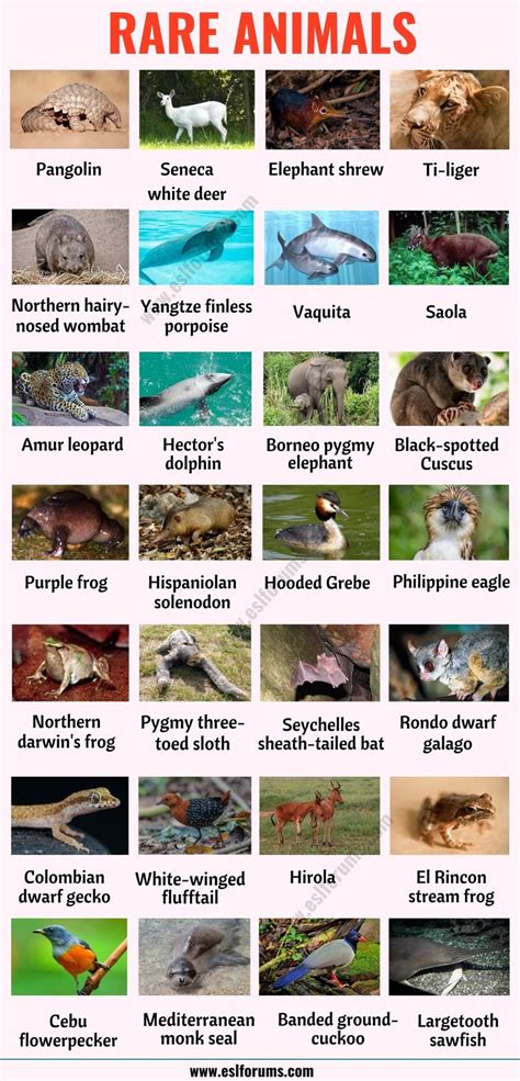 List Of Animals A Big Lesson Of Animal Names With The