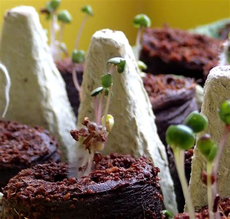 Beim gärtnern im quadrat erzielen sie mit der einteilung eines beet Garten im Quadrat - Vollzeitvater