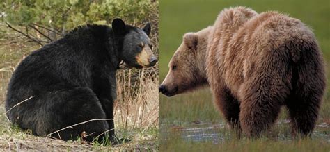 How to Tell Black Bears from Brown/Grizzly Bears - North American Bear