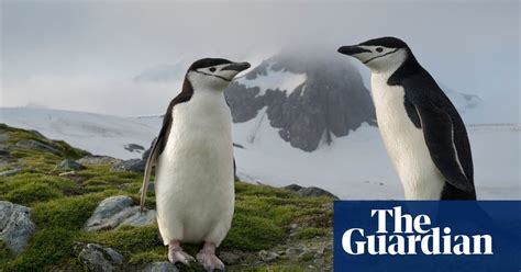 Alarm Over Collapse Of Chinstrap Penguin Numbers World News The