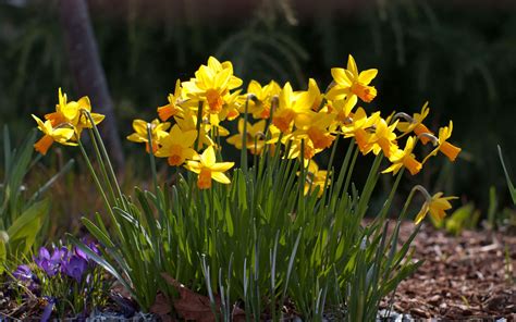 Download Wallpaper 3840x2400 Daffodils Crocuses Flowers Spring
