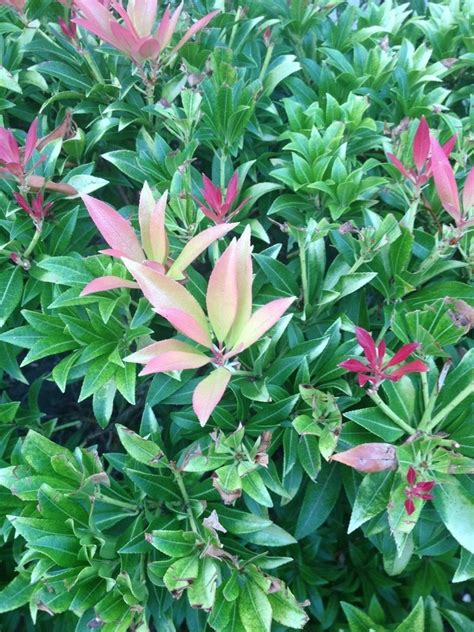 What kind of bush has purple flowers. What Kind Of Bush Is This? It Has Red Leaves And Green ...