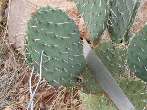 2 how to take cactus needles out of clothes easily. How To: Preserving Prickly Pears