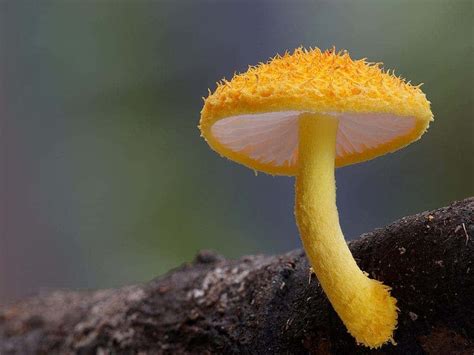 Photography What Make These Mushrooms Stunning