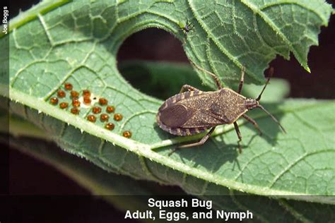 To kill june bugs, you have to destroy their eggs and grubs. BEST Article on TONS of ways to kill Squash Bugs to ...