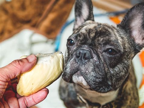 Can Dogs Eat Durian Fruit? - Pretty Pets Kennel
