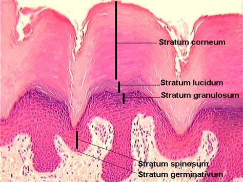 Stratum Lucidum Definition Location Functions And Pictures