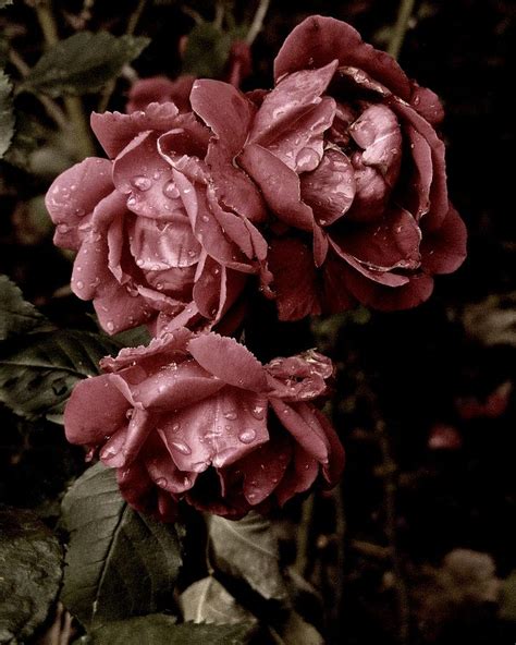 Antique Roses Photograph By Peter Bradshaw Pixels