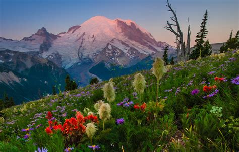 Wallpaper Flowers Mountains Meadow Mount Rainier National Park