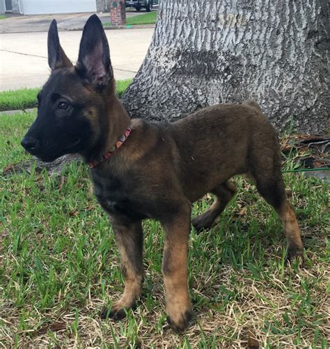 Belgian Shepherd Dog (Malinois) Puppies For Sale | Houston, TX #163217