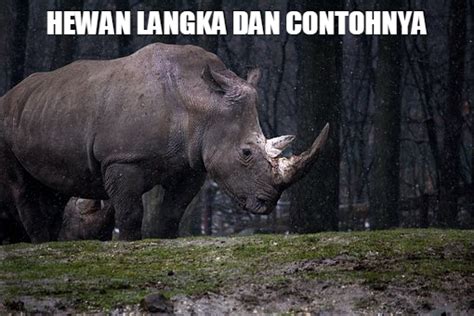 Pengertian Hewan Langka dan Contohnya - satwa.foresteract.com