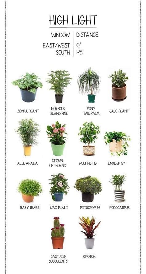 Pinterest Spiciwasabi 🦋🦋🦋 Indoor Plant Guide Indoor Plants Plants