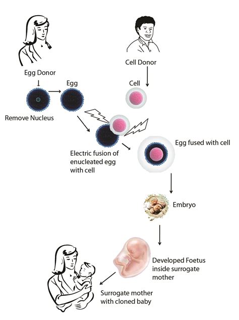 Human Cloning & Its Types – James Lind Institute | Public Health School