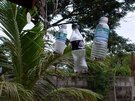 Methyl anthranilate is one chemical that can be used. Protecting Fruit Trees From Birds | ThriftyFun