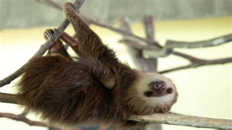 International Sloth Day 2023 Date History Activities Facts About