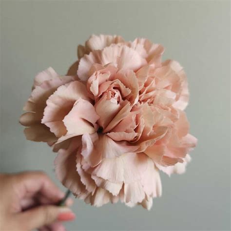Peach Carnation Standard 25 Stem Bu Flower Delivery You Floral