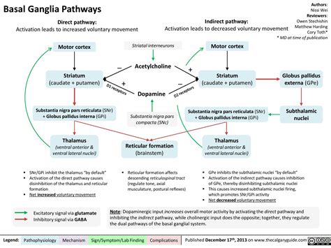 Basal Ganglia Pathways Calgary Guide