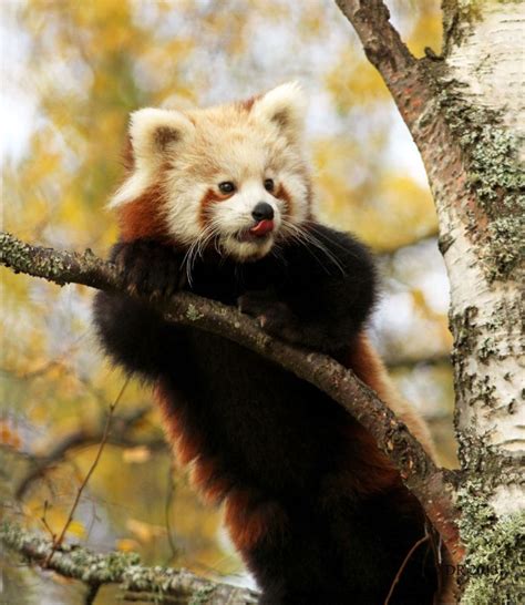 Nature Photography By Dave Roach Vi Red Panda Ailurus Fulgens