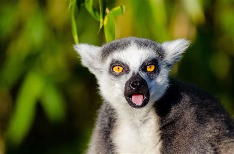 Adorable Lemur Of Madagascar Free Stock Photo Public Domain Pictures