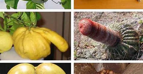 Plants That Look Like Vaginas And Penises Imgur