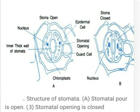 Explain The Structure Of Stomata And Write Its Functions Class 10
