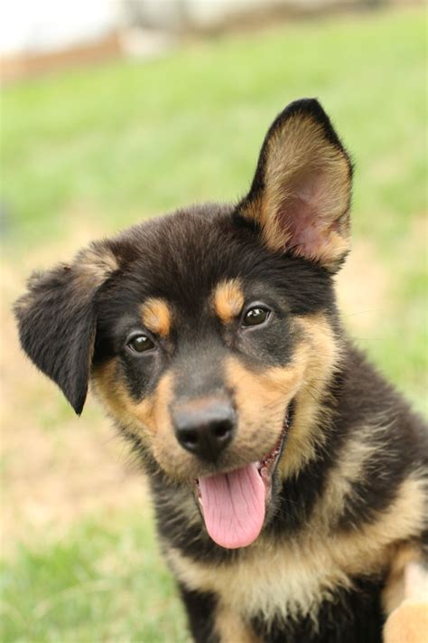 You could be looking for a dog you can rely on for your security or a dog you can play with; Targa - German Shepherd Mix Puppy