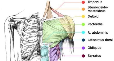 The following sections provide a basic framework for the understanding of gross human muscular anatomy, with. Shoulder | TeamZ: Getting Off The Couch