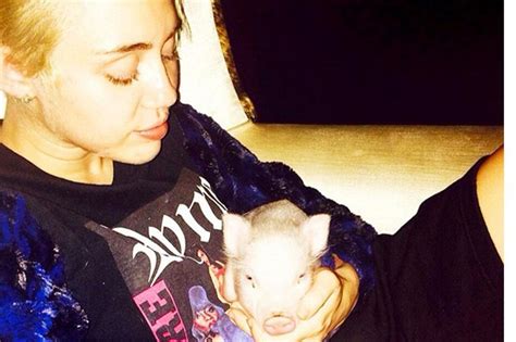 Miley Cyrus Pet Pig Sleeps On The Couch