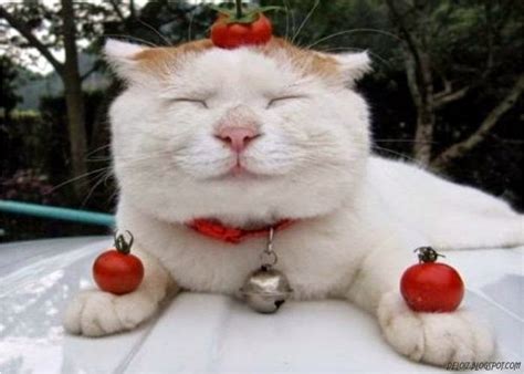 Maybe you would like to learn more about one of these? Wallpaper Kucing Lucu