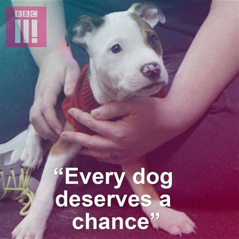 Bbc Three Amazing Humans Finding Dogs Their Forever Homes