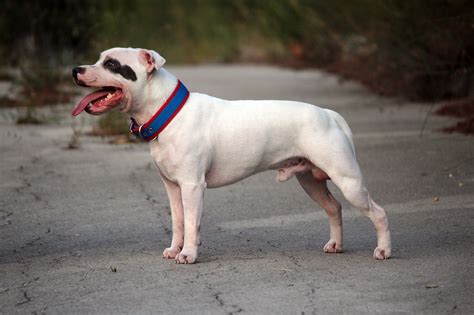 Staffordshire Bull Terrier im Rassenportrait | edogs Magazin