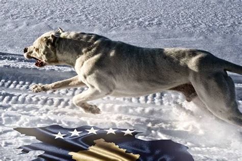 Maybe you would like to learn more about one of these? 35 best Dogo Argentino images on Pinterest | Doggies ...