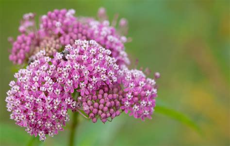 Milkweed are beautiful american wildflowers and delightful garden plants. What Is Swamp Milkweed: Learn About Swamp Milkweed ...