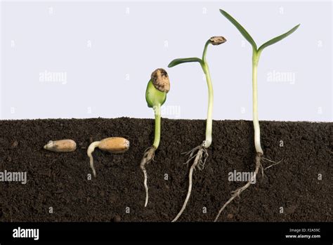 Sequence Of Sunflower Seeds Going Through Various Stages Of Stock Photo