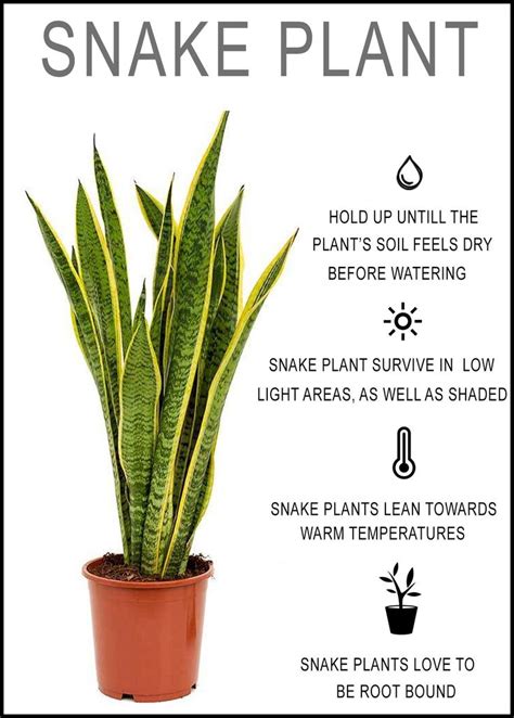 Snake Plant Care How To Grow And Care For A Snake Plantcare Grow