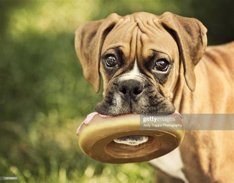 Fawn Boxer Puppy High Res Stock Photo Getty Images