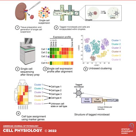 Acute Kidney Injury Biomarkers In The Single Cell Transcriptomic Era