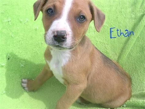 Blue heelers puppies that have not been taught bite inhibition can become adults that bite because of their instinctual nipping behavior. Adorable Boxer/Red Heeler mixed puppies for Sale in Delta ...