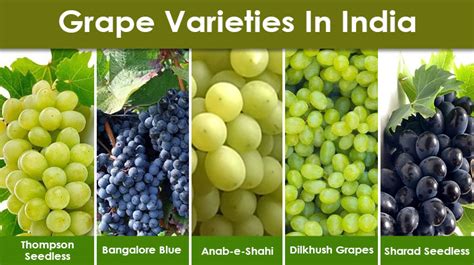 Grape Cultivation In India Varieties Uses And Method