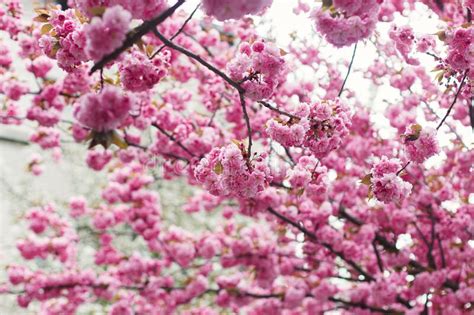 Beautiful Blooming Sakura Branches In Sunny Light Pink Japanese Cherry