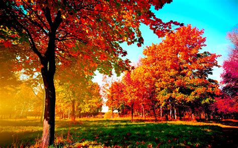 🔥 Free Download Autumn Tree In Fall Hd Desktop Wallpaper Background