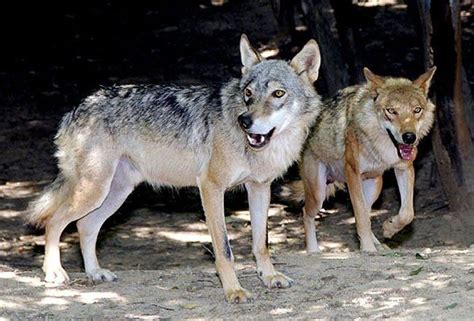 11 Animals That Are Endangered In South Korea - List Cards Embed