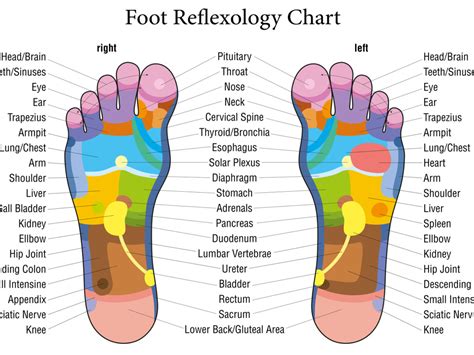 The region of the abdomen directly under the right side of the rib cage is the _____ region. Reflexology Map Of Foot