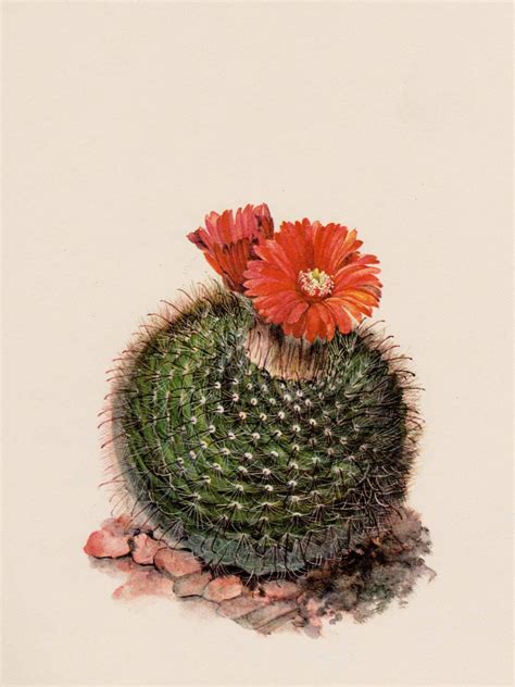 Vintage Cactus Art Print Botanical Print Cactus Illustration Etsy