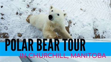 Polar Bear Tour Tundra Buggy Lodge Youtube