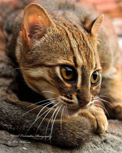 Complete guide to different types of cats: Rusty - Spotted Cat | Small wild cats, Wild cats, Rusty ...