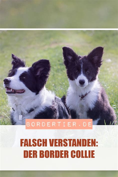 Die hundefreunde freuen sich, eine sendung für die ganze familie. Die Welpen Kommen Rtl Hunde