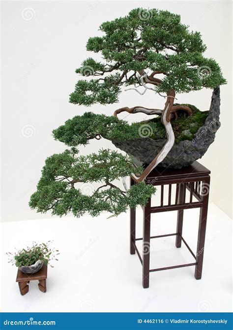 Japanese Bonsai Tree Stock Photo Image Of Kiku Bonsai 4462116
